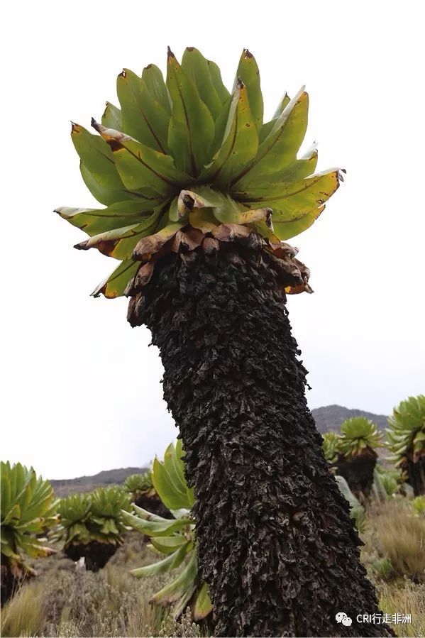 一次近乎鲁莽的攀爬非洲神山之旅
