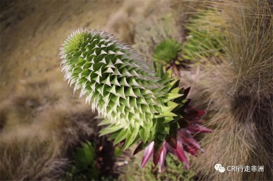 一次近乎鲁莽的攀爬非洲神山之旅