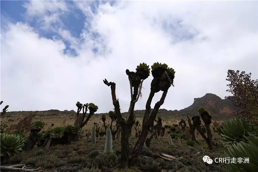 一次近乎鲁莽的攀爬非洲神山之旅