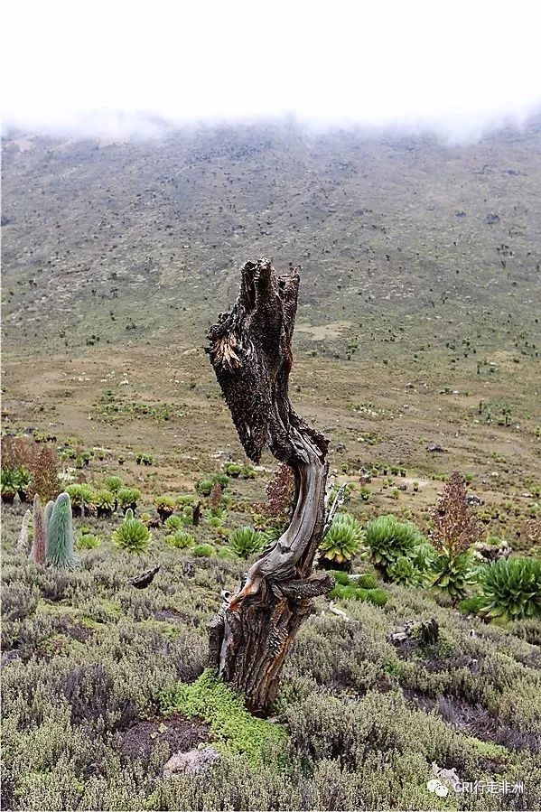 一次近乎鲁莽的攀爬非洲神山之旅