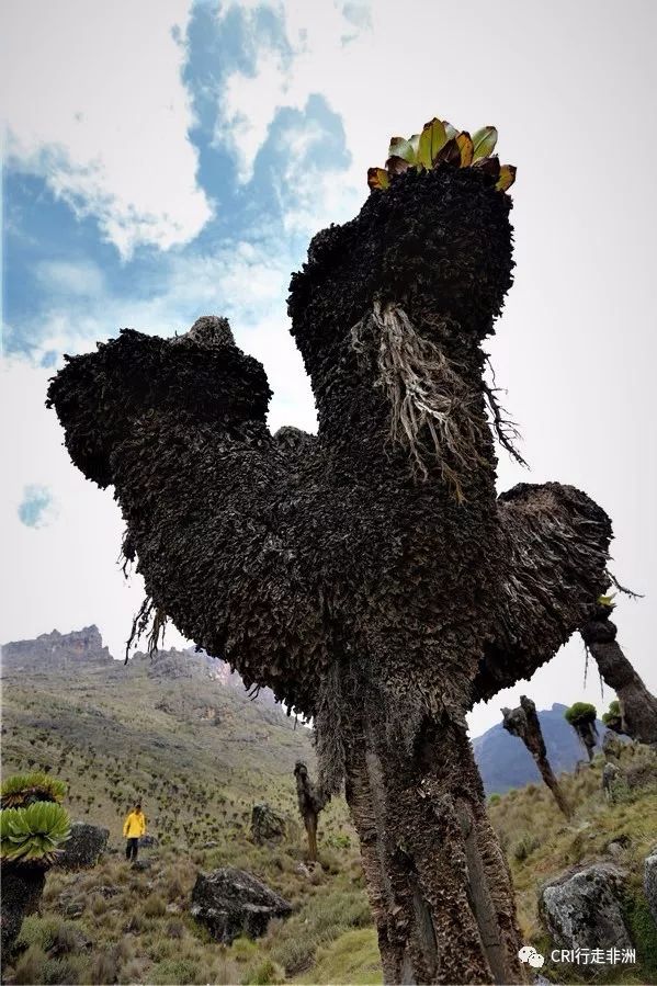 一次近乎鲁莽的攀爬非洲神山之旅