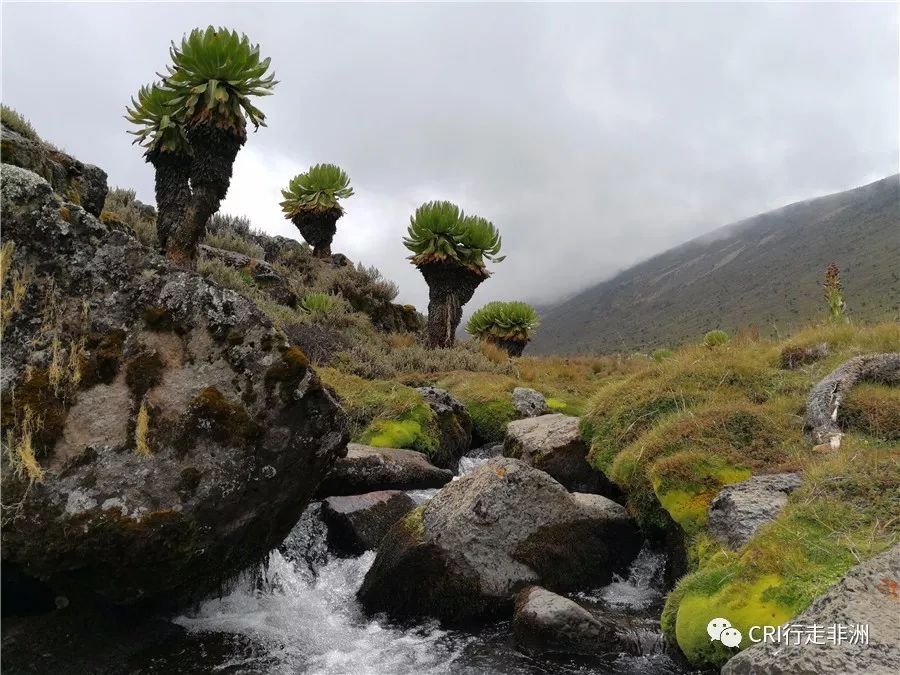 一次近乎鲁莽的攀爬非洲神山之旅