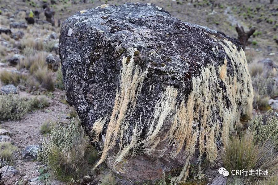 一次近乎鲁莽的攀爬非洲神山之旅