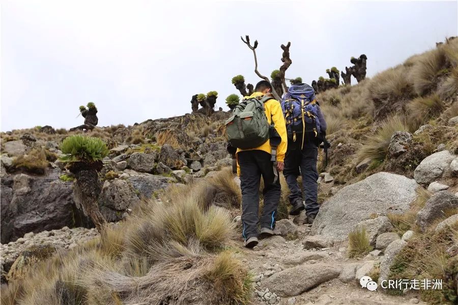 一次近乎鲁莽的攀爬非洲神山之旅