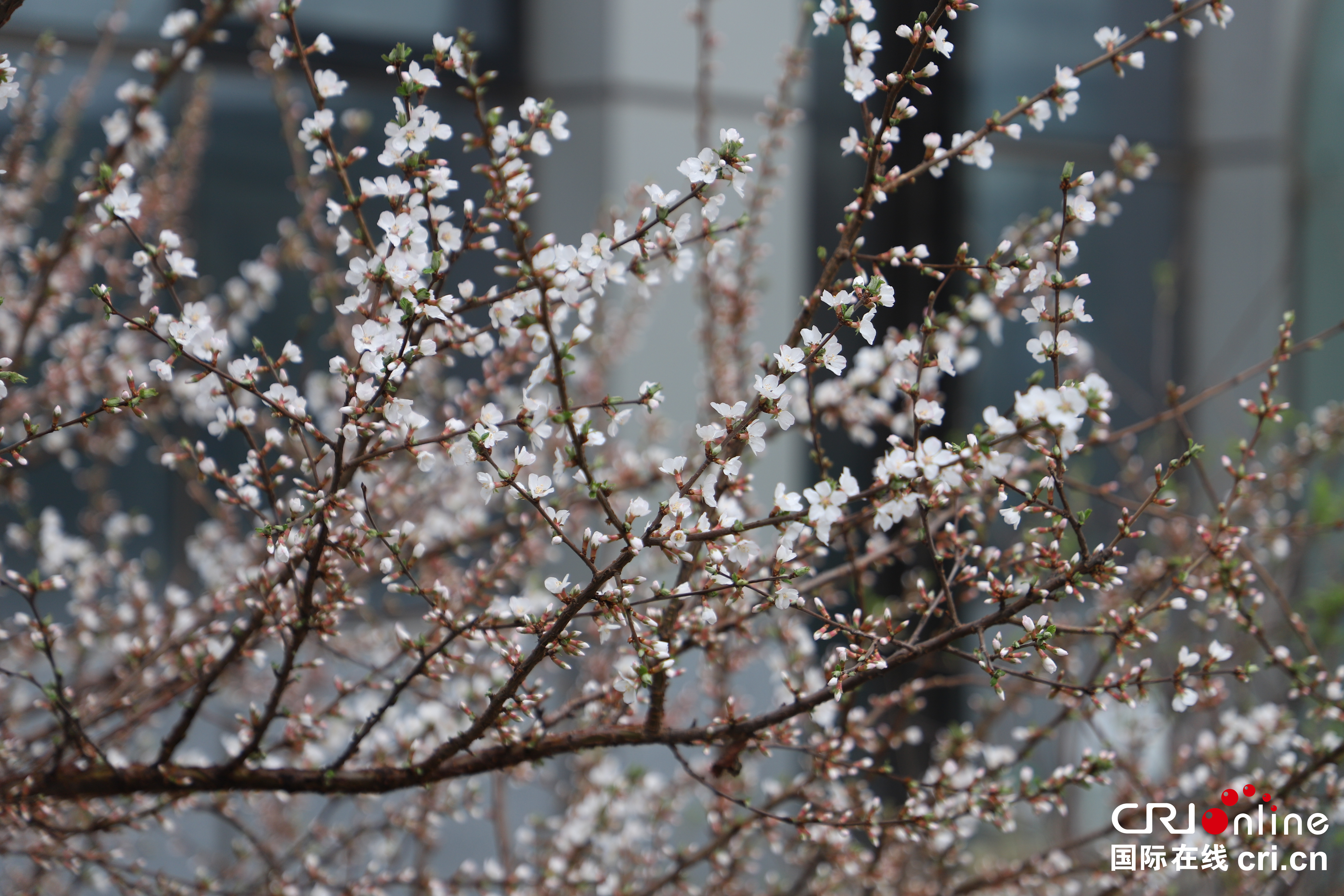 春落枝頭 “雲”遊花海 邂逅人間四月天_fororder_微信圖片_20220430140429_副本