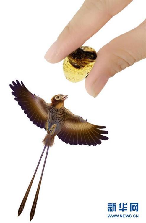 科学家首次发现琥珀中的古鸟类