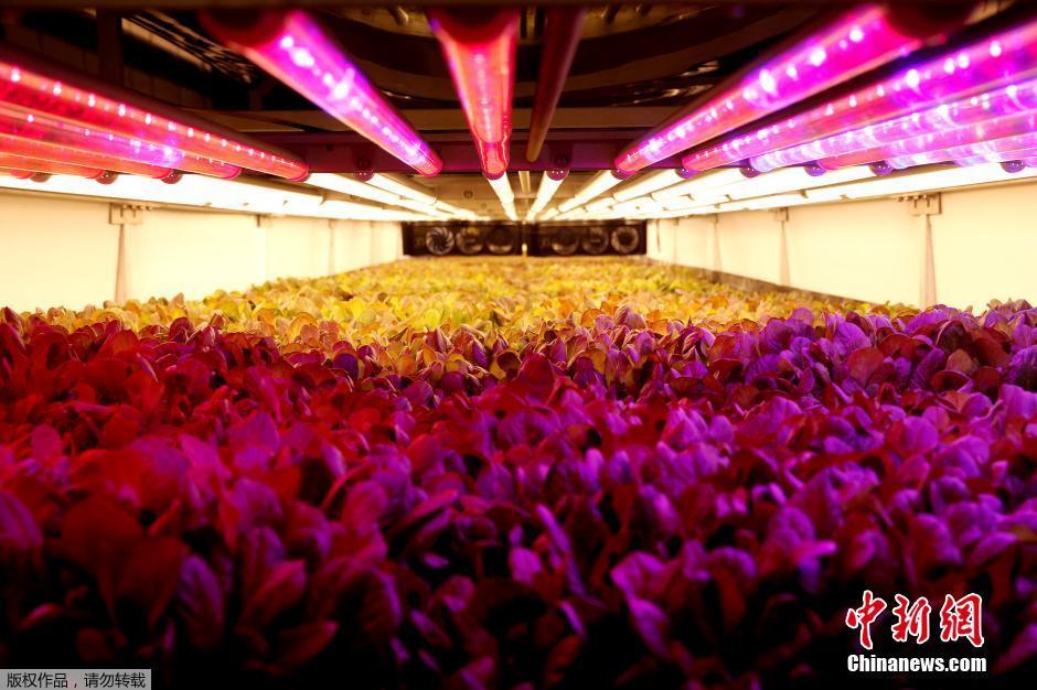 探访世界最大垂直农场 看黑科技如何“生产”食物