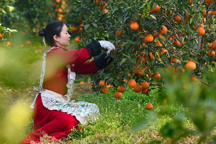 7455万人次_fororder_6采摘体验