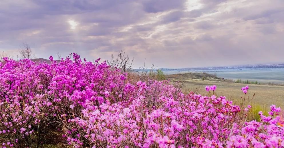岭上开遍映山红