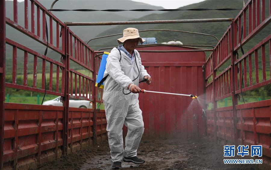 大通牦牛“嫁”入西藏