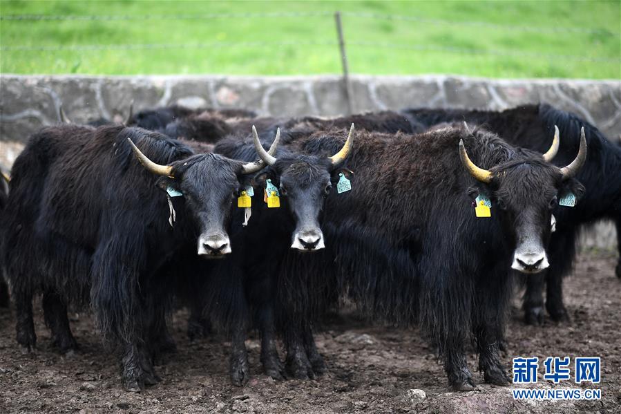 大通牦牛“嫁”入西藏