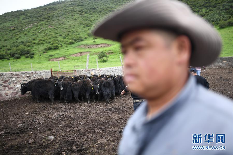 大通牦牛“嫁”入西藏