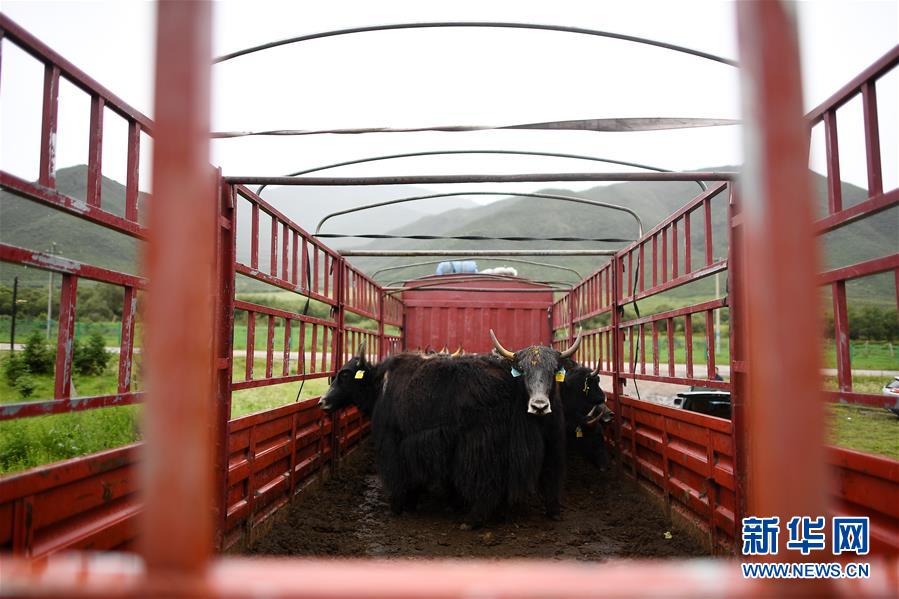 大通牦牛“嫁”入西藏
