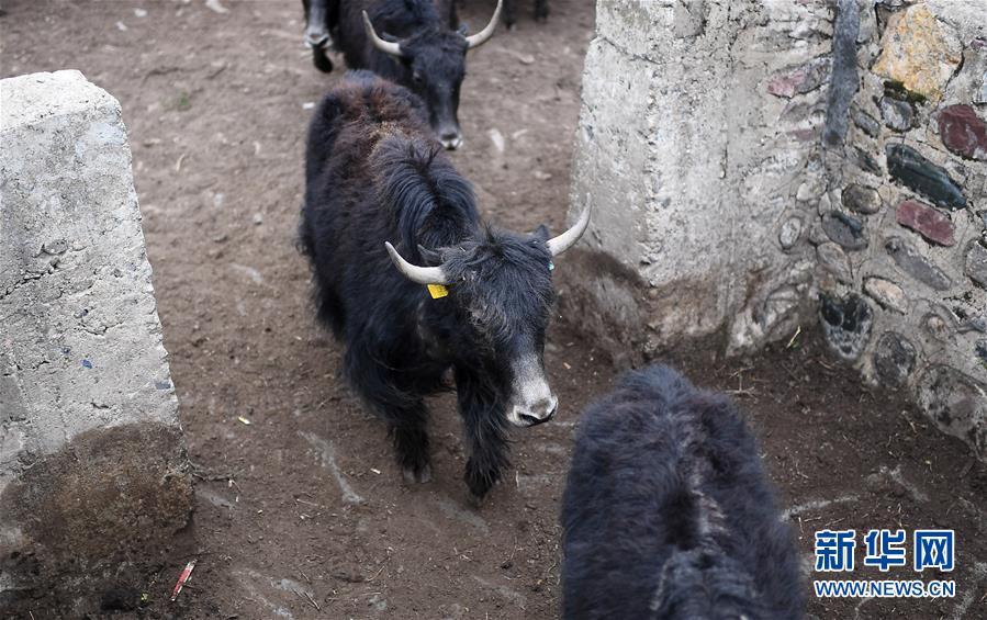大通牦牛“嫁”入西藏