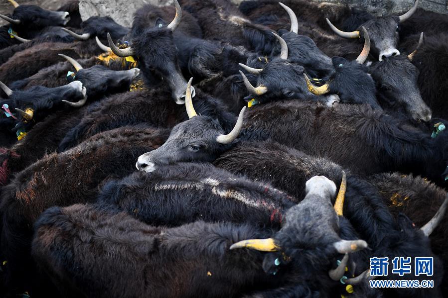 大通牦牛“嫁”入西藏