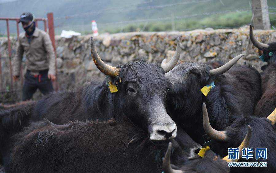 大通牦牛“嫁”入西藏