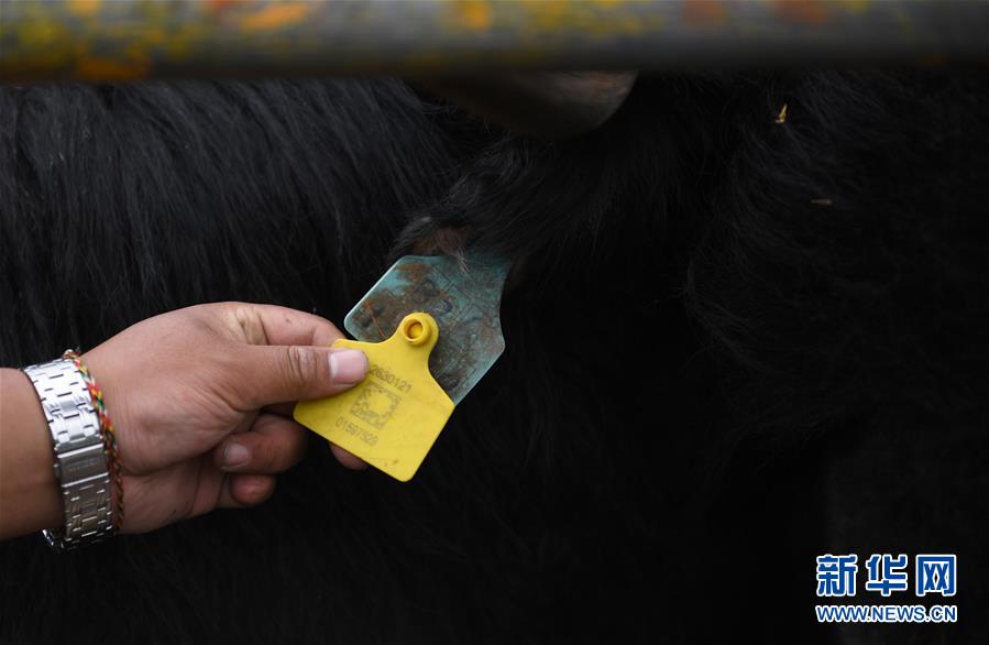 大通牦牛“嫁”入西藏