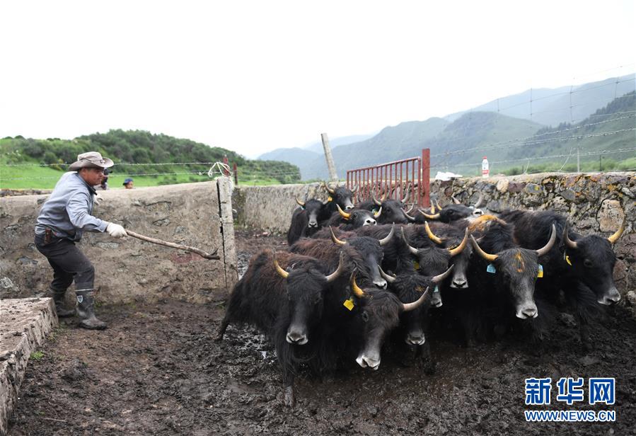 大通牦牛“嫁”入西藏