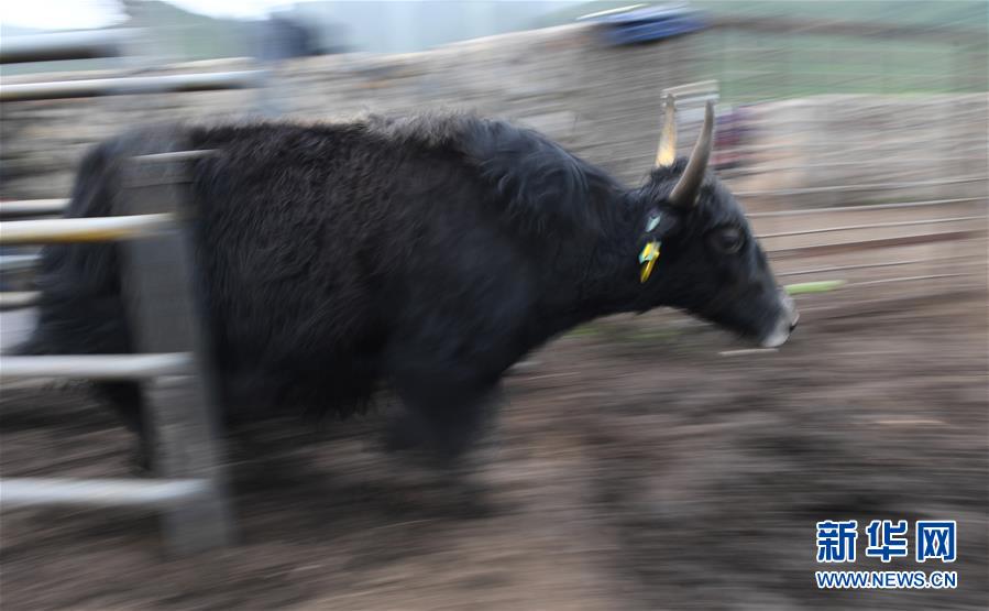 大通牦牛“嫁”入西藏