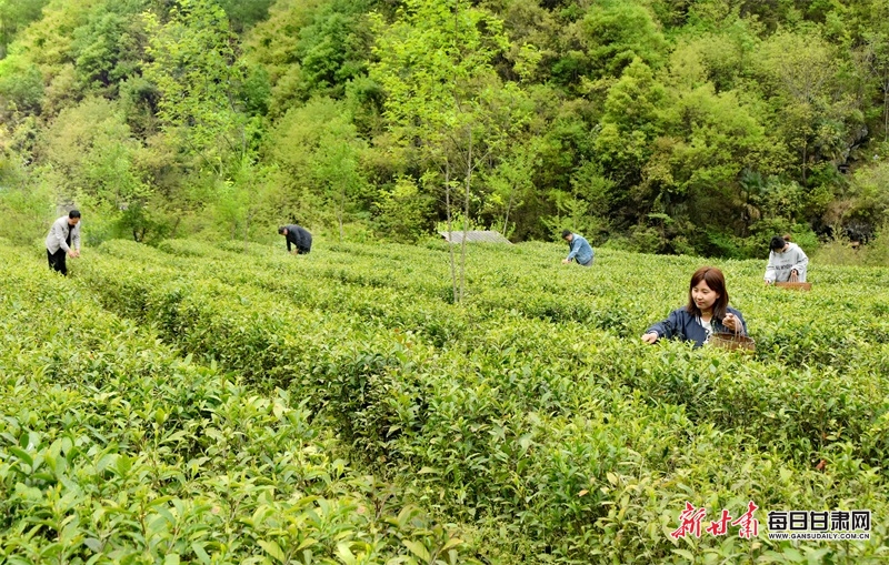 康县：飘香茶园采茶忙 绿水青山处处景_fororder_4