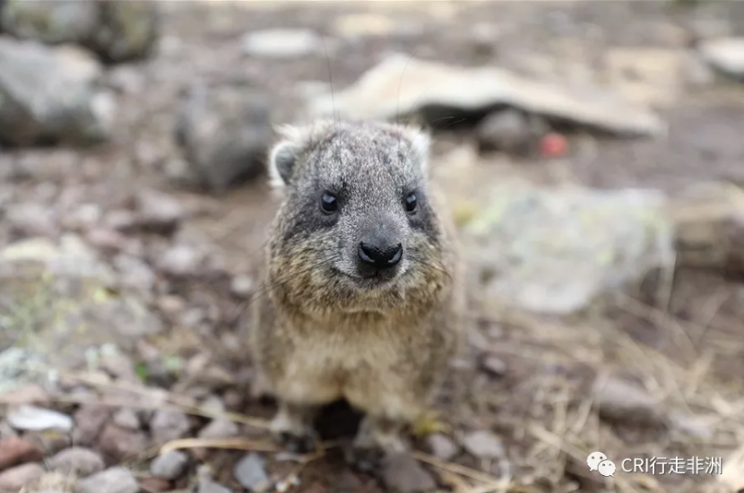 图片默认标题_fororder_QQ截图20180117162744