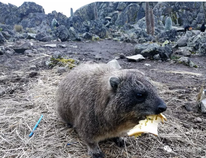 图片默认标题_fororder_QQ截图20180117162752