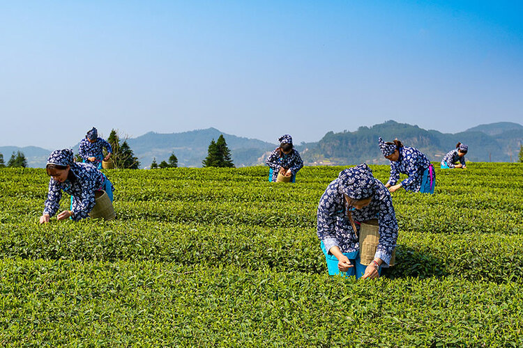 “五一”节假日期间 自贡市18家A级景区共接待游客近31万人次_fororder_10茶叶采摘（摄影-廖志全）