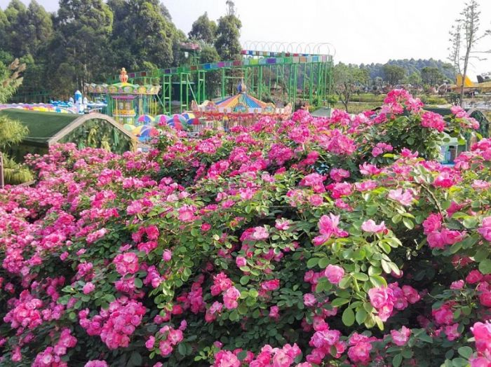 ​宝藏打卡地！成都空港花田发布五一家庭露营攻略