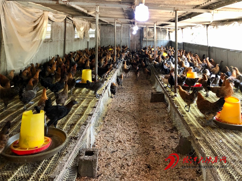 【已审】怒江州农业农村局：加快农业提质增效 促进农民持续增收