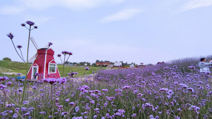 ​宝藏打卡地！成都空港花田发布五一家庭露营攻略