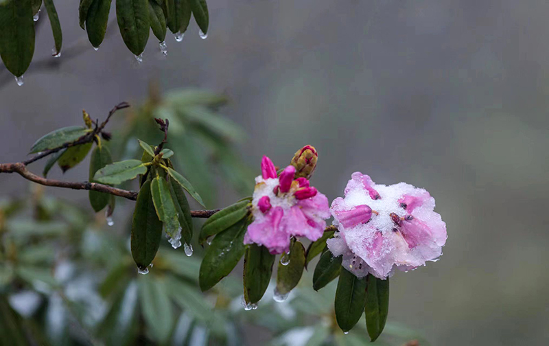 眉山洪雅：雪景杜鹃鸽子花同框 瓦屋观光赏景正当时_fororder_冰雪杜鹃-摄影-何玉洪