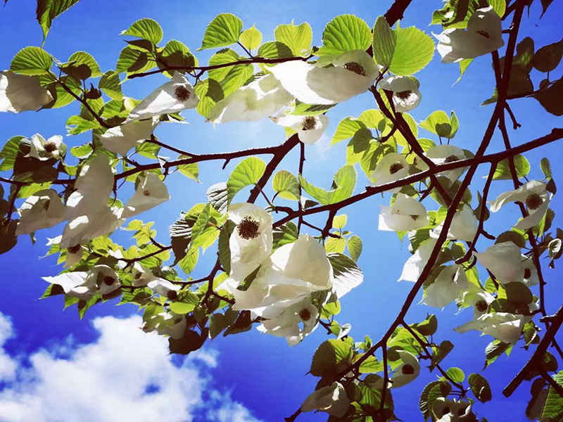 眉山洪雅：雪景杜鹃鸽子花同框 瓦屋观光赏景正当时_fororder_瓦屋山鸽子花盛开-供图-洪雅县委宣传部