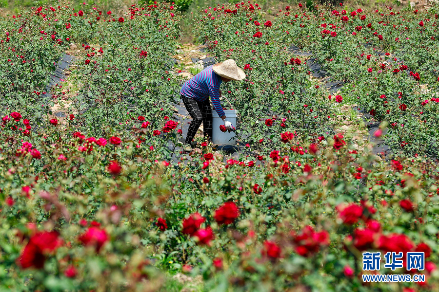 安徽黄山：玫瑰飘香花农忙