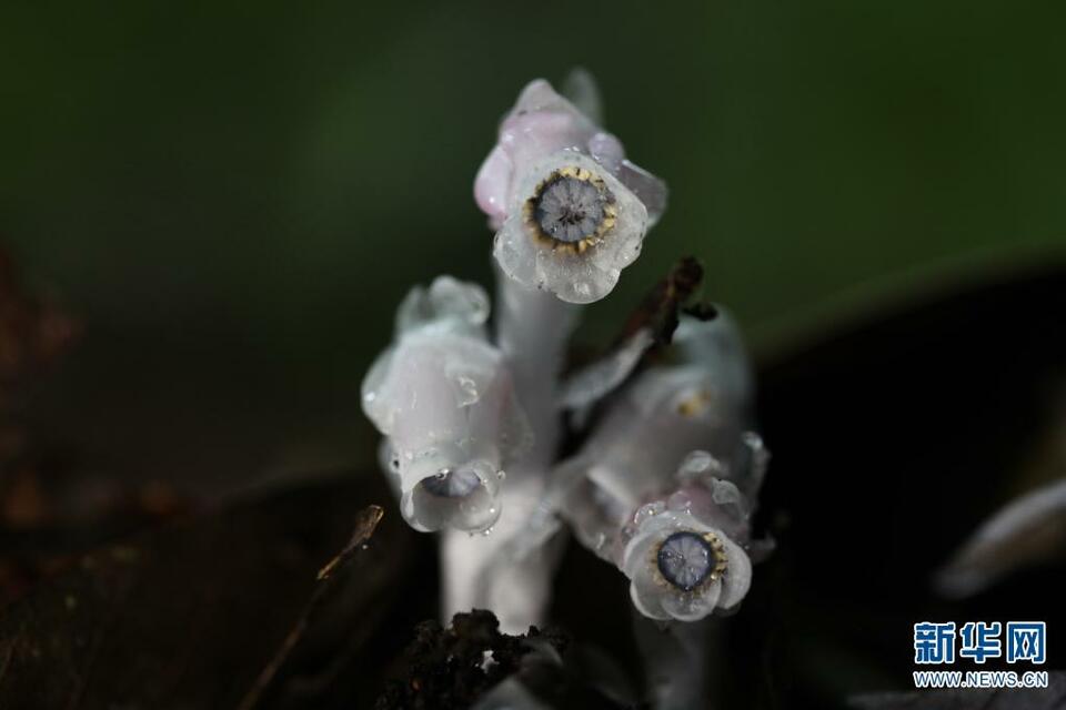 【已审】晶莹如玉的水晶兰究竟有多美？