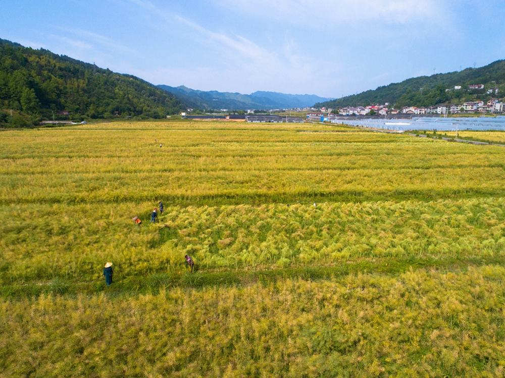 （供稿）贵州天柱：立夏至  农事忙_fororder_2022年5月5日，天柱县凤城街道村民在凤城万亩大坝收割油菜。