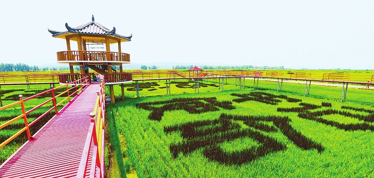 延邊州和龍市發展綠色水稻種植業 建立“一條龍”模式産業格局
