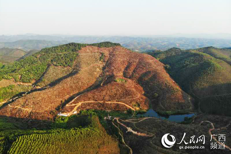 廣西上思：萬畝油茶助力增收脫貧