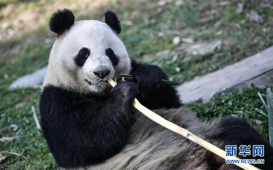 大熊貓“華豹”“金寶寶”啟程前往芬蘭