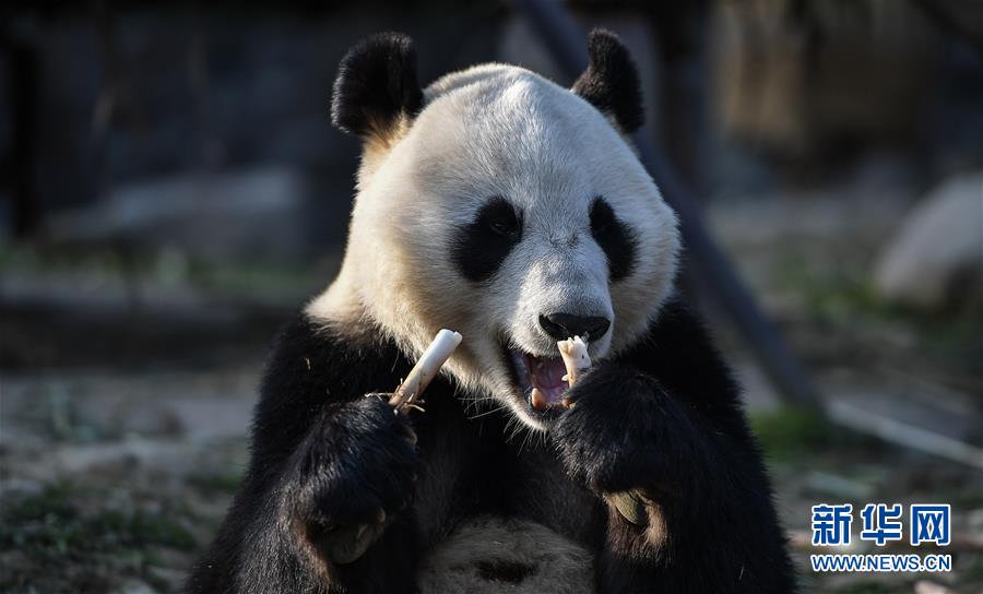 大熊貓“華豹”“金寶寶”啟程前往芬蘭