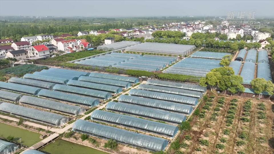 上海战疫看点丨崇明海上花岛景区助力蔬菜保供