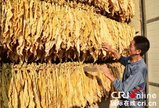 贵州紫云：“短平快”产业扶贫项目助农增收