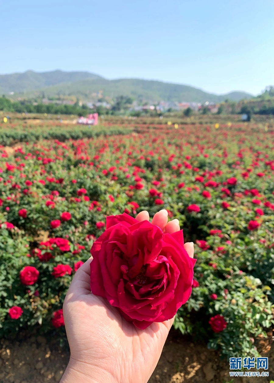 雲南安寧“頭水花”開 解鎖一朵玫瑰的N種吃法