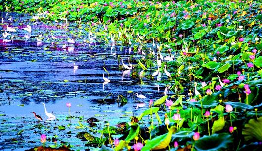 梁子湖涂鎮濕地重現萬鳥飛翔美景