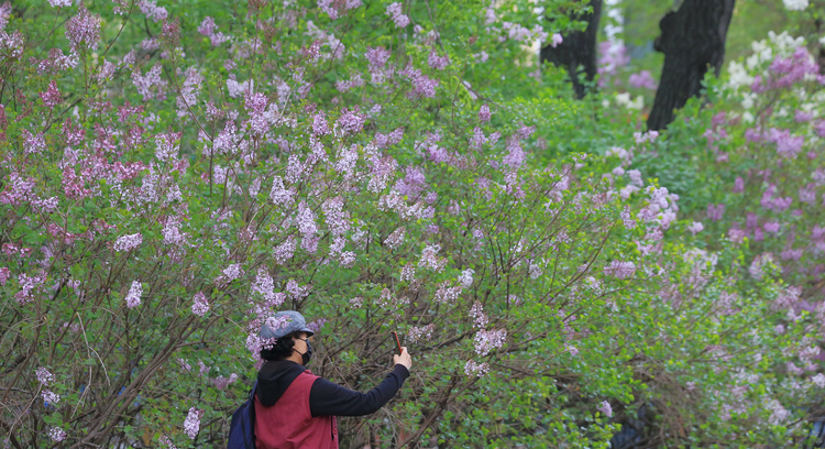 丁香城中花香飘