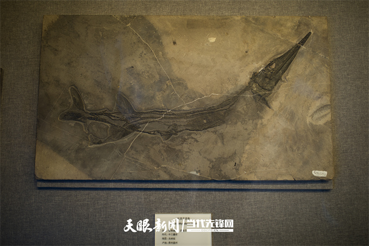 留學生走進貴州省地質博物館探尋動物生命起源