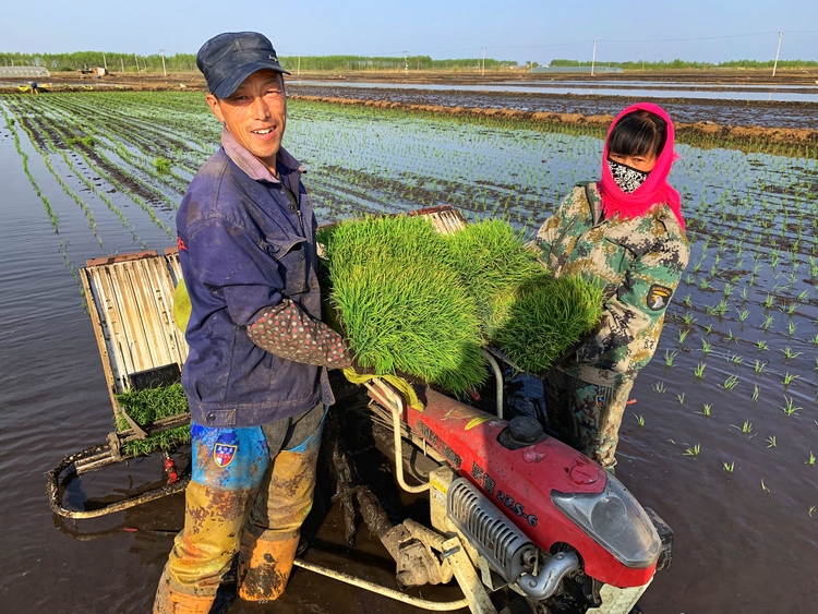 节本增效！新型农机助力水稻插秧