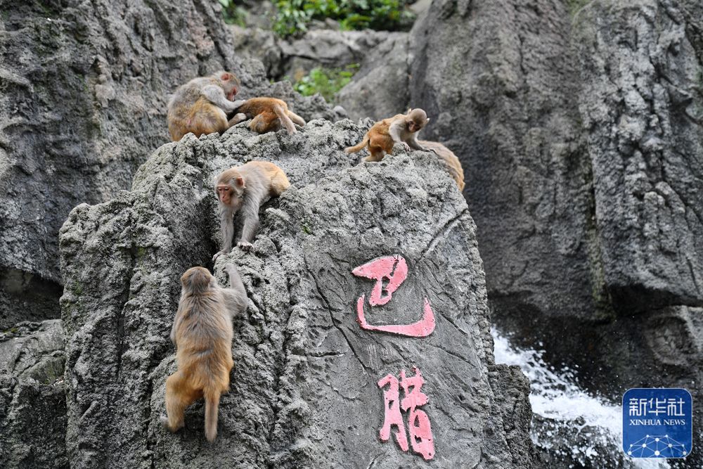 广西凤山：青山猴趣助振兴