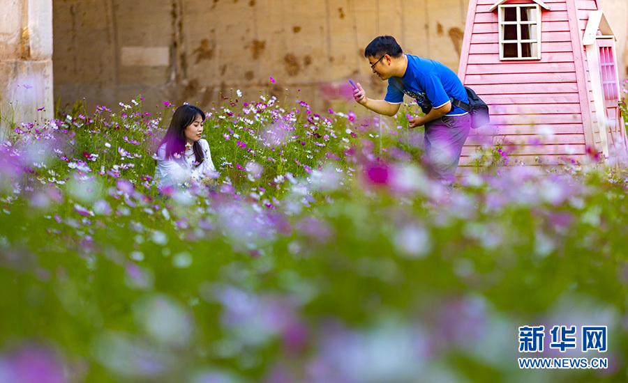 格桑花随风涌动 重庆江边湿地公园迎初夏美景