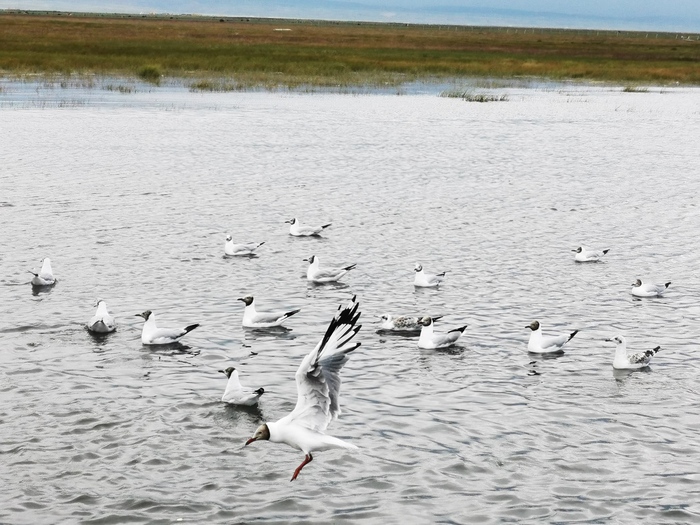 图片默认标题_fororder___172.100.100.3_temp_9500031_1_9500031_1_1_59aae808-b86d-4205-ba35-199b6e52b5e0