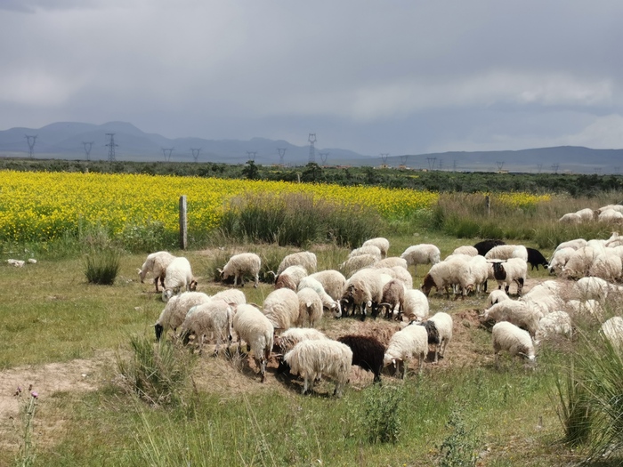 图片默认标题_fororder___172.100.100.3_temp_9500031_1_9500031_1_1_88f6ac57-b28c-42f4-867d-00d593fcdbc3